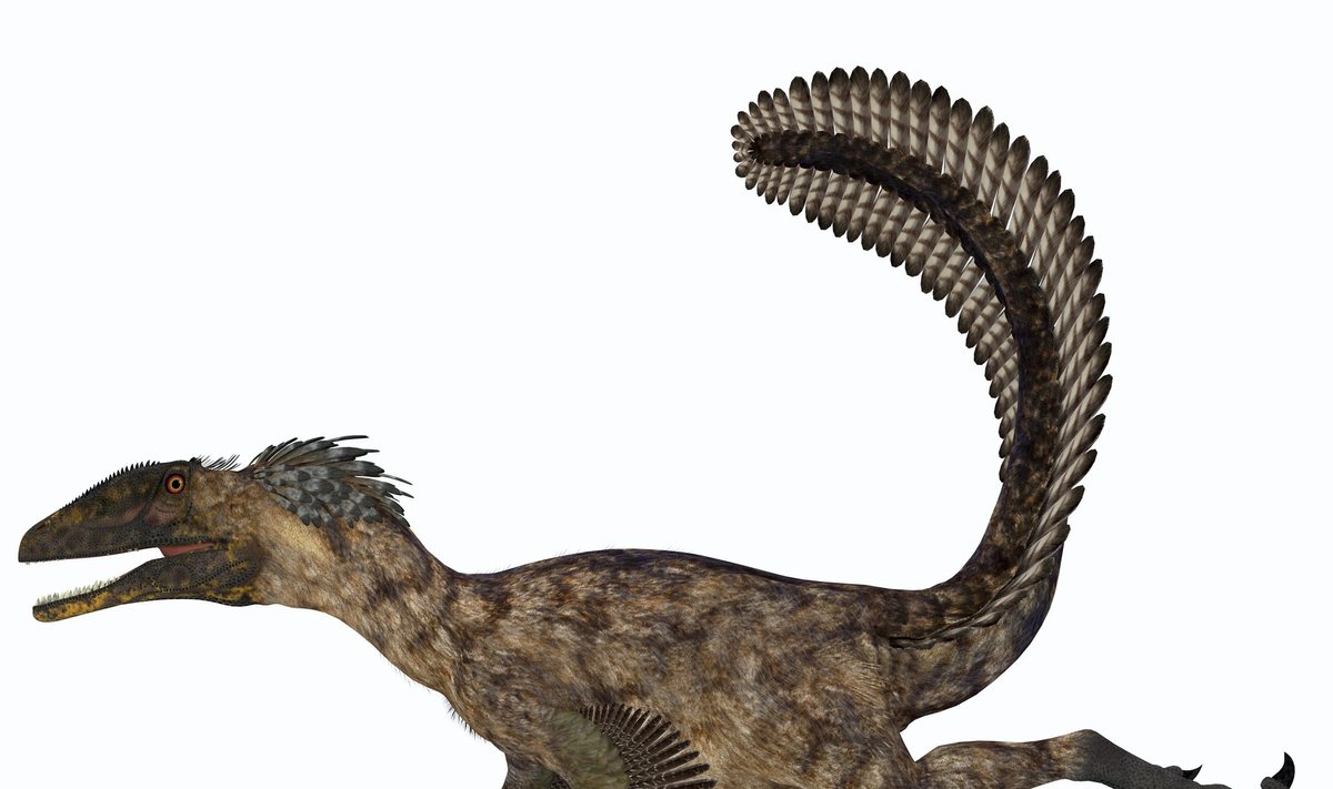Velociraptorius