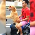 Nufilmuota: Indonezijoje vyras leidžia savo šuniui vairuoti mopedą
