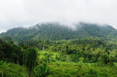 Miškas netoli Mahak upės, Malinau provincijoje, Rytų Kalimantane, Indonezijoje