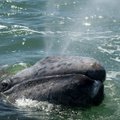 Pietų Kalifornijoje nufilmuotas migruojantis pilkasis banginis