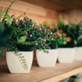 Bando „išteisinti“ dirbtinius augalus: kada verta jais puošti savo namus?