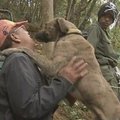 Japonijoje išgelbėti į olos išgraužą įkritę šunys