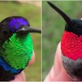 Magiška spalvų terapija: ryškiaspalviai kolibriai iš arti