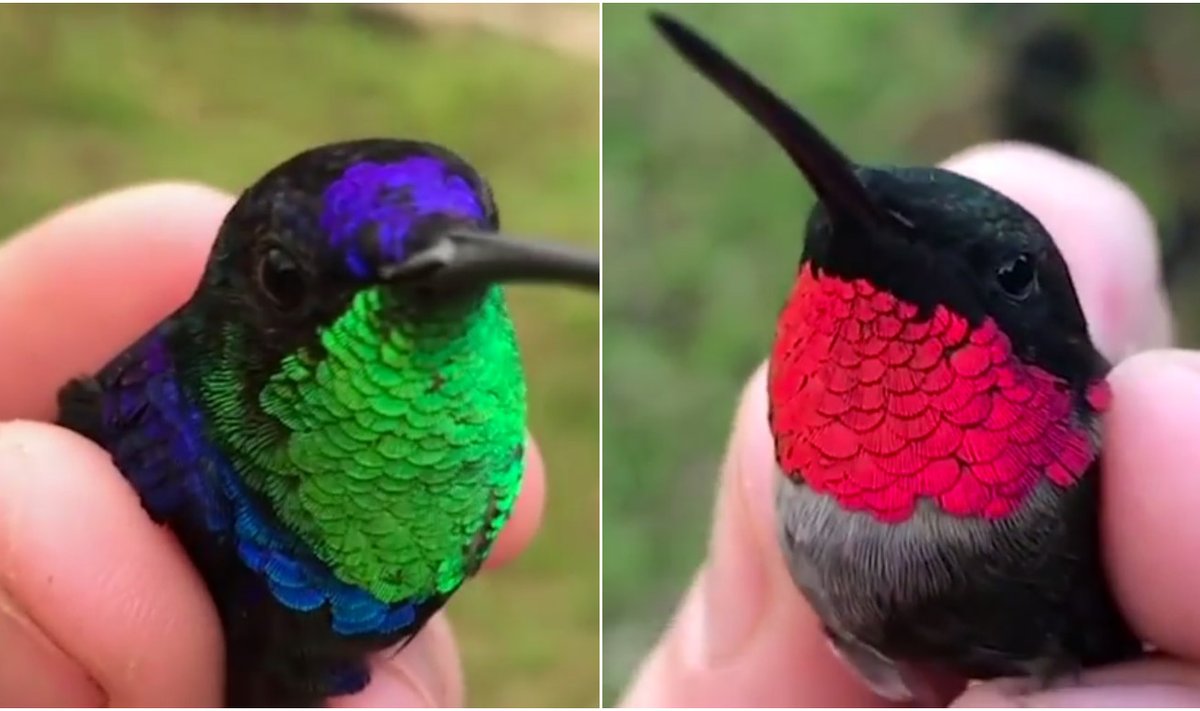 Ryškiaspalviai kolibriai