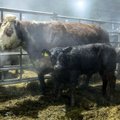 Ūkininko žiaurumas: 44 galvijai laikomi apgailėtinomis sąlygomis