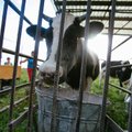 Paskutinis Latvijos pieno ūkių kantrybės lašas: užsidaro arba keičia veiklos pobūdį
