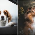Fotografė savo laiką paskyrė šunims: nuotraukos gniaužia kvapą