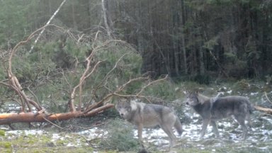 [Delfi trumpai] Nepaprasti vaizdai iš Viešvilės gamtinio rezervato: nufilmavo vilkų šeimyną