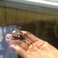 Staigmena ant lango – milžiniškas voras