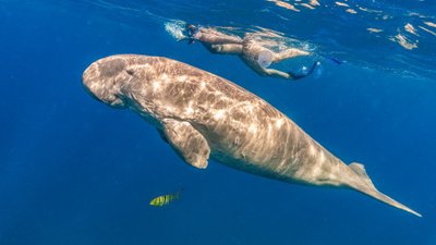 Susitikimas su jūros karvėmis. Blue Ocean Dive Centers & Resorts nuotr