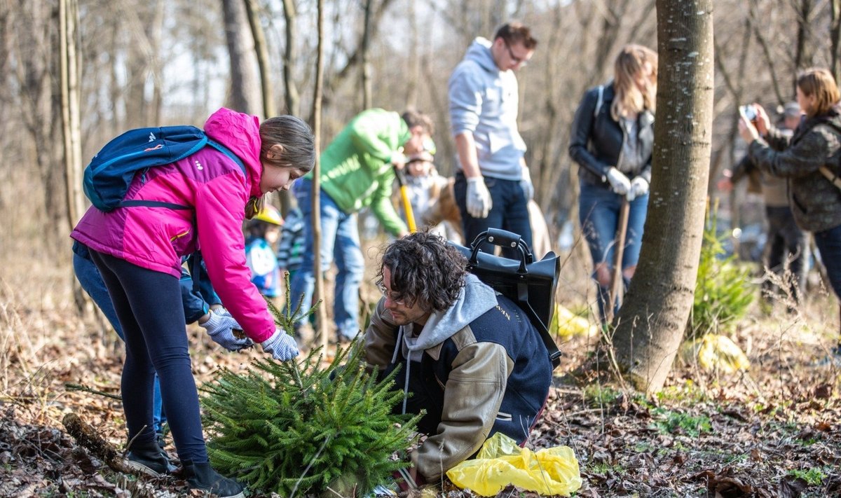 Vilniuje miestiečiai pasodino beveik 1000 medžių