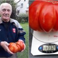 Tokio pomidorų derliaus nesitikėjo: kauniečio sode prinoko tikras milžinas