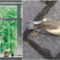 Kasmet atsitrenkę į langus žūna milijonai paukščių: ornitologas paaiškino, ką galima padaryti