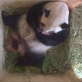 Vienos zoologijos sode didžioji panda atsivedė du jauniklius