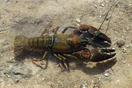 Žymėtasis vėžys (Pacifastacus leniusculus)