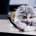 Kodėl katėms negalima duoti žalios žuvies?