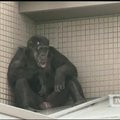 Zoologijos sode Japonijoje iš aptvaro paspruko šimpanzė