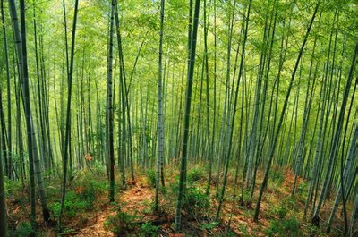 Kinijoje įprastas vaizdas- bambukų giraitės