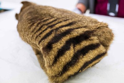 Mėginys sėkmingai paimtas iš Švedijos gamtos istorijos muziejuje kambario temperatūroje nuo 1891 metų laikomų džiovintų Tasmanijos tigro palaikų.