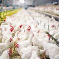 Dėl paukščių gripo Lietuvai laikinai uždaryta Taivano rinka