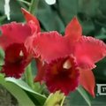 Ekvadore vyksta pasaulinė orchidėjų paroda
