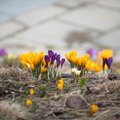 Klimatologas Dikčius: kada prasideda tikrasis pavasaris ir kokie ženklai jį išduoda
