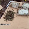Ypatingas radinys miške Kauno rajone: pareigūnai po žeme rado apie 15 kg kanapių
