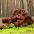 Lithuania's forests may see poor mushroom harvest this year