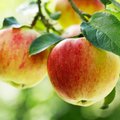 Brangūs obuoliai sodininkų nedžiugina, žvalgosi paramos į valstybę