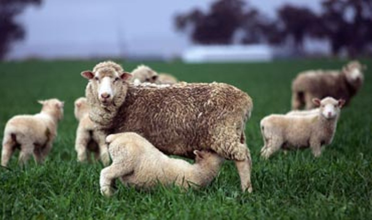 Avys ganosi fermoje Australijoje. 