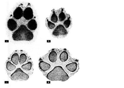 Vilko (a) ir kai kurių veislių naminių šunų - vokiečių aviganio (b), stambaus kiemsargio (c), rotveilerio (d) - priekinių pėdsakų palyginimas. 