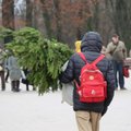 Lietuvos gyventojų namus papuošė tūkstančiai miškininkų padovanotų eglišakių