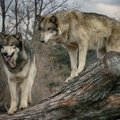 Tampame modernia valstybe: vilkų apsauga šiemet keisis iš esmės