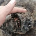 Tirpstantis amžinasis įšalas pateikė staigmenų: rasta 39 tūkstančių metų senumo lokio gaišena