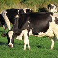 Pratęsta išimtis – smulkūs ūkiai ką tik pamelžtą pieną galės pristatyti neatšaldytą