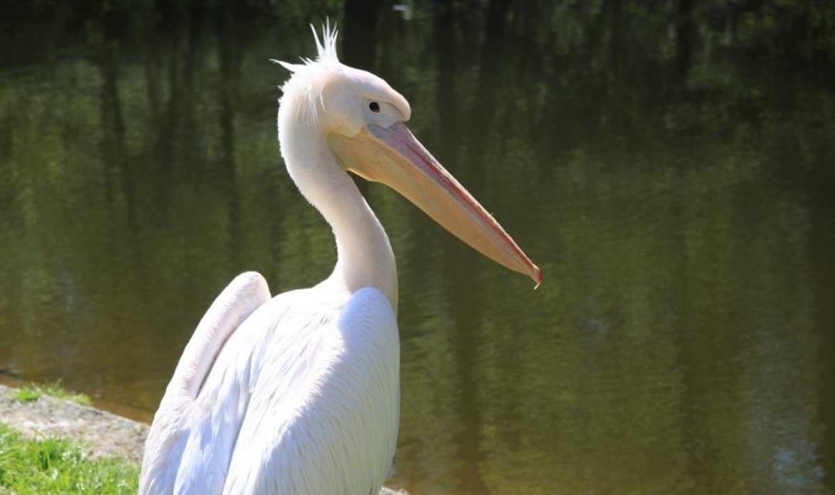 Pelikanas (asociatyvi nuotr.)