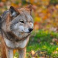 Mokslininkai apibendrino, kas Lietuvoje vyksta su vilkais – žmonių jie nebijo, populiaciją reikia mažinti