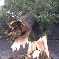 Arklių gatvėje Vilniuje medis užvirto ant automobilio