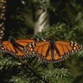 Milijonai monarcho drugelių atskrido žiemoti į draustinį Meksikoje