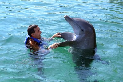delfinai