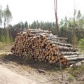 Siūloma kirtimų norma, kad brandžių medynų nemažėtų