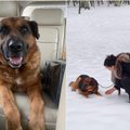 Kaune rastas sušalęs šunelis suvirpino Rūtos širdį: padėkime jam sutikti Kalėdas šiltuose namuose