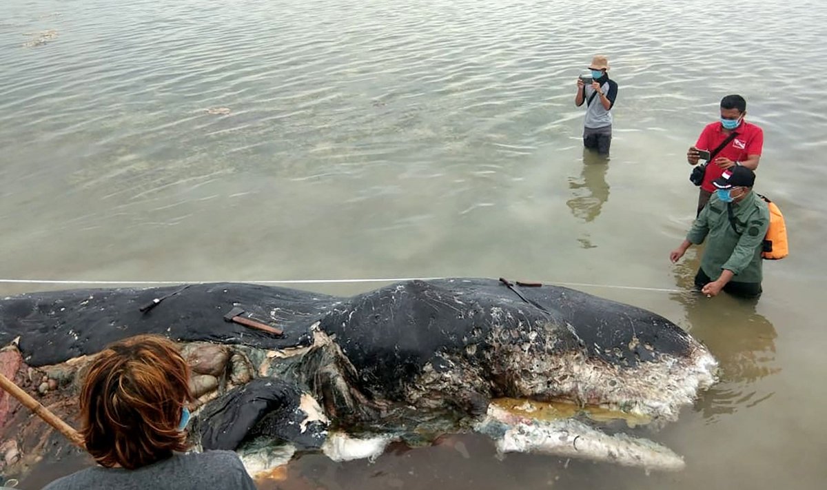 Nugaišusio banginio pilve rasta neįtikėtinas kiekis plastiko