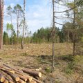 Sutarimo nėra: kiek Lietuvoje liko miškų?