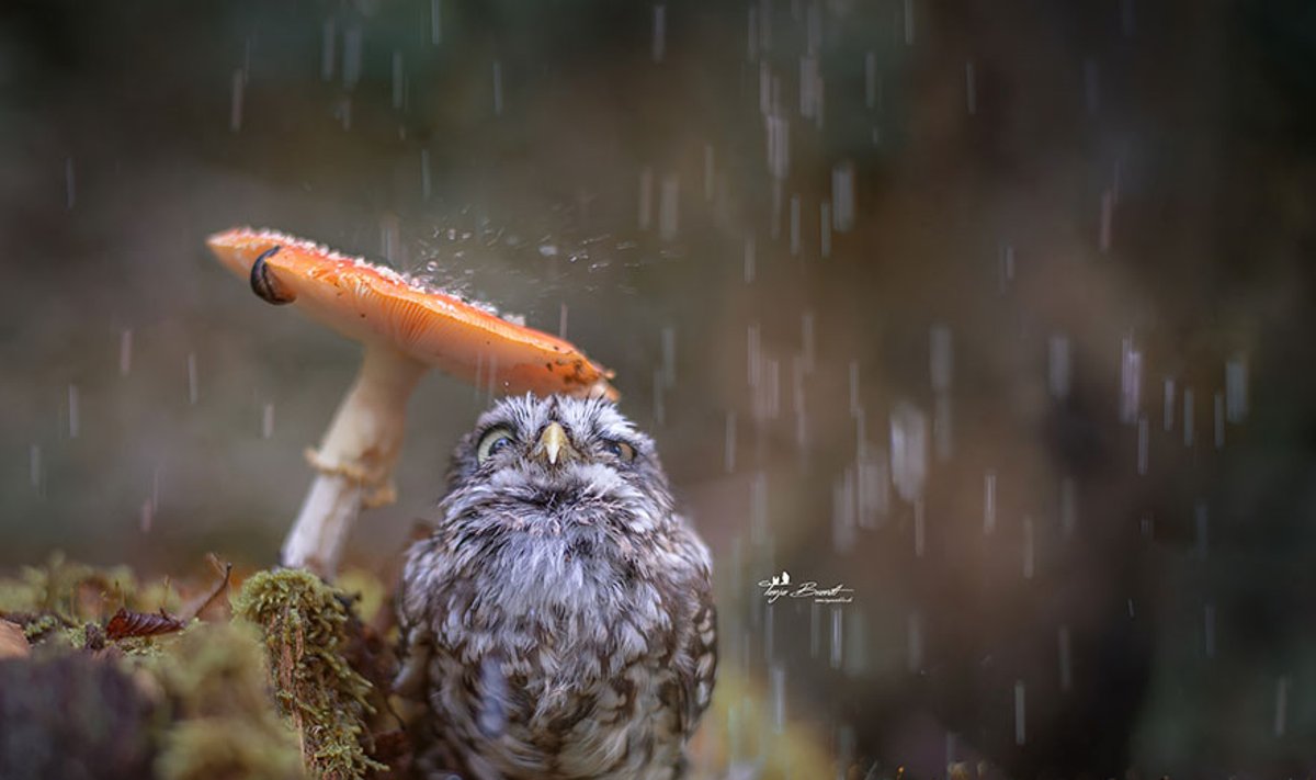Pelėda slepiasi nuo lietaus