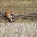 Vakarų Indijoje miškų pareigūnai išgelbėjo tvoroje įstrigusį tigrą