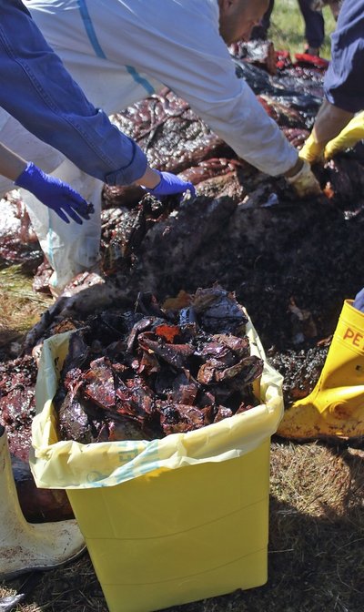 Nugaišusio banginio pilve rasta neįtikėtinas kiekis plastiko
