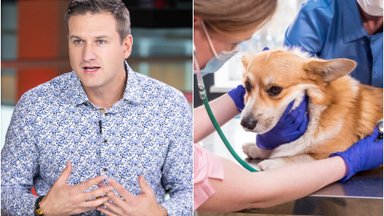Augintinio senatvė gali būti nelengva: veterinaras įspėjo, kas rodo, kad gyvūnas kenčia