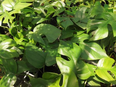 Mėtinė (angl. „Mint“) monstera