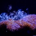Floridoje pavyko paskatinti vandenyno koralų augimą